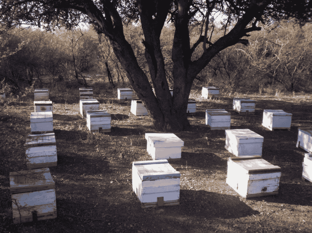 Cuidado de las colmenas