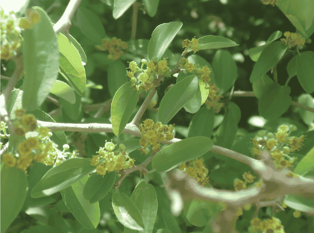 Flor de Cruz del Eje