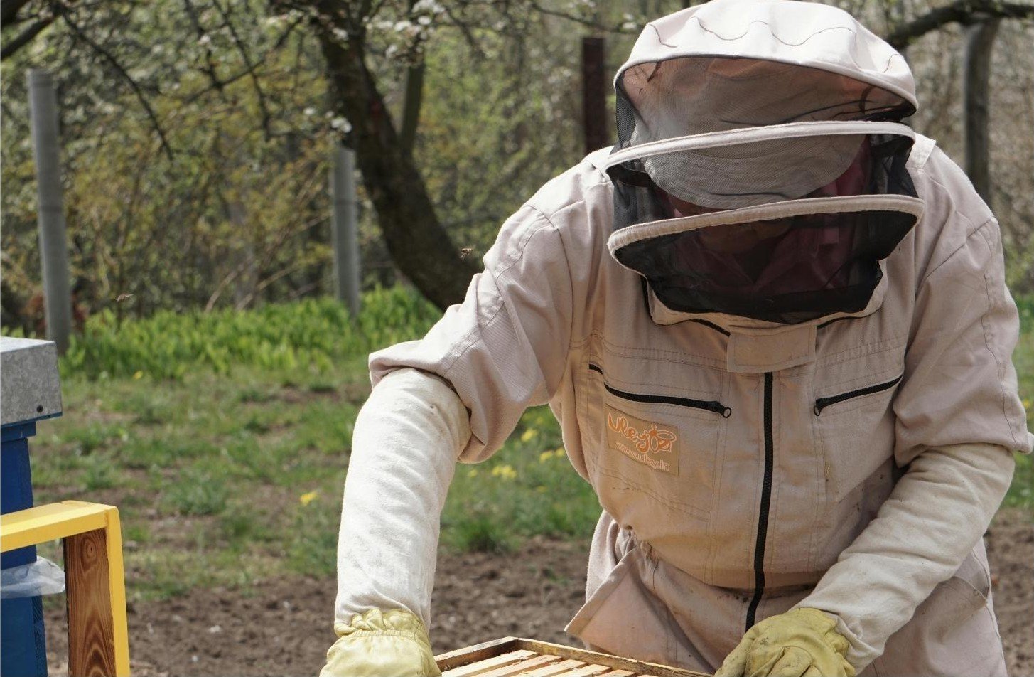 Imagen Corona Roja Nosotros 1